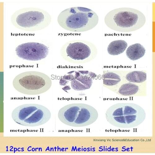 12pcs Corn Anther Meiosis Slides Set