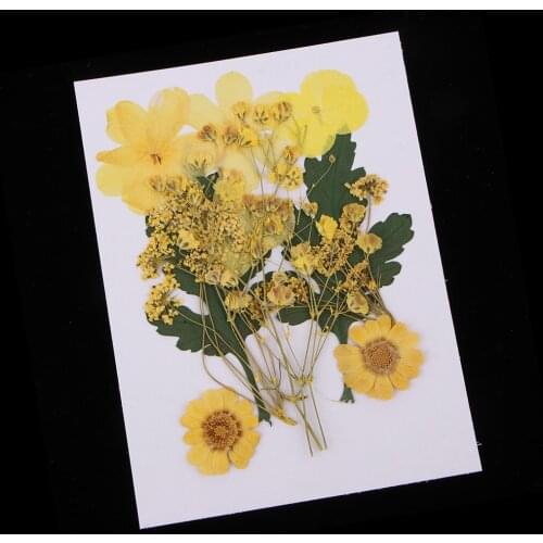 Prettyia Natural Pressed Dried Leaf Flowers for DIY Art Craft