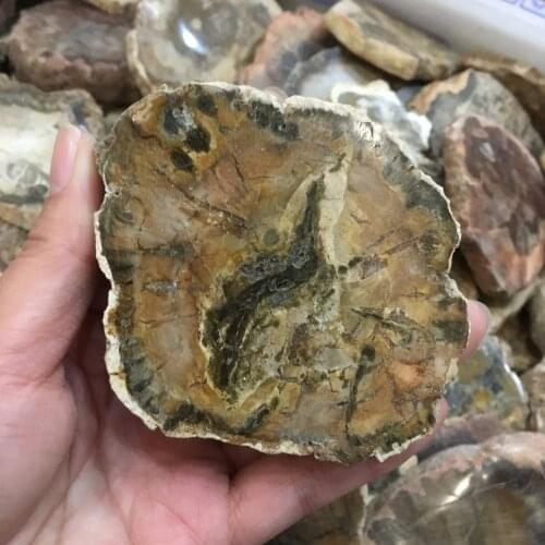 1pcs natural stones and minerals crystal woodstone fossil tree for home decoration wooden tree fossil