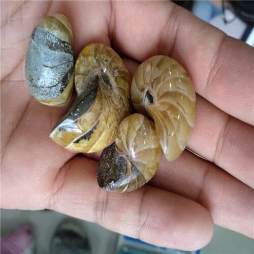 4pcs small Natural whole ammonite fossil conch crystal specimen healing