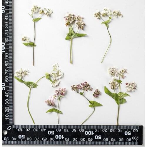 60pcs Natural Pressed Dried Flower Buckwheat Plants Herbarium For Epoxy Resin Jewelry Making Face Makeup Nail Art Craft DIY