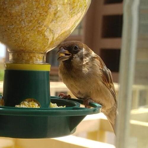 Automatic Wild Bird Seeds Feed Forest Hanging Cup Garden Bird Feeder Outdoor Indoor Pet Feeding Container