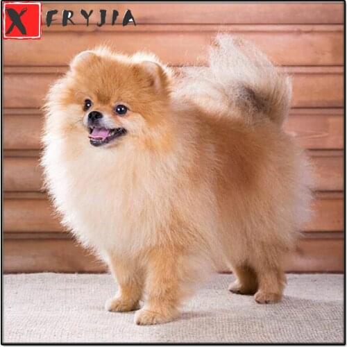 5D Diamond Painting Pomeranian Diamond Mosaic Full Drill Square Tools Diamond Embroidery Animals Pictures Of Rhinestones Art