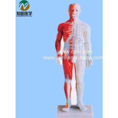 BIX-Y1005 Acupuncture Manikin (Standrd ) 60CM G064