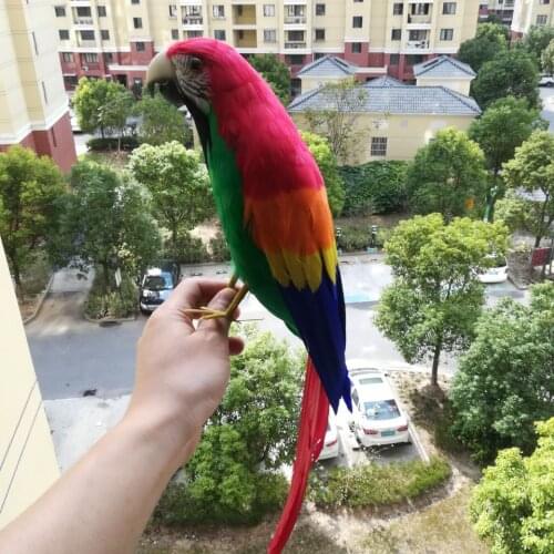 Large 42cm lifelike toy bird colourful feathers parrot bird model handicraft home garden Decoration props Xmas gift h0419