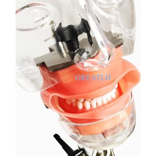 Dentist practising teeth simulator head model Dental phantom training model Manikin Model