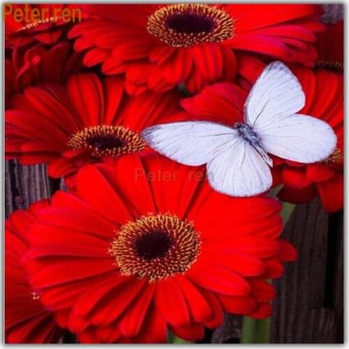 Peter ren Diy Diamond painting cross stitch 5d Full round crystal Rhinestone Mosaic Diamond embroidery Red daisy white butterfly