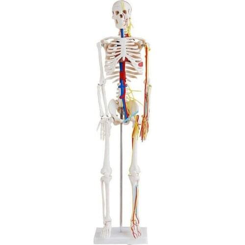 BIX-A1005 Human Skeleton Model With Heart And Vessels Model (85CM) WBW394