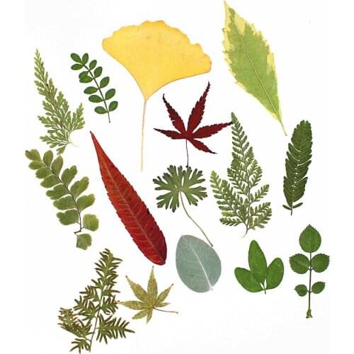 15pcs/pack Natural Real Dried Leaf Plant For Aromatherapy Candle UV Epoxy Resin Pendant Necklace Jewelry Making Craft XY-08