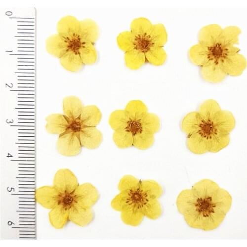 100pcs Pressed Dried Rosa multiflora Flower Head For Epoxy Resin Jewelry Making Bookmark Phone Case Face Makeup Nail Art DIY