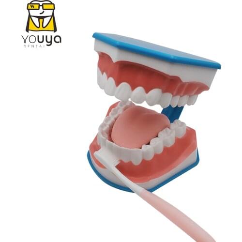 Standard Dental Teaching Model Study On The Structure Of Oral Teeth Dentist Educational Demonstration Tool For Brushing Teeth
