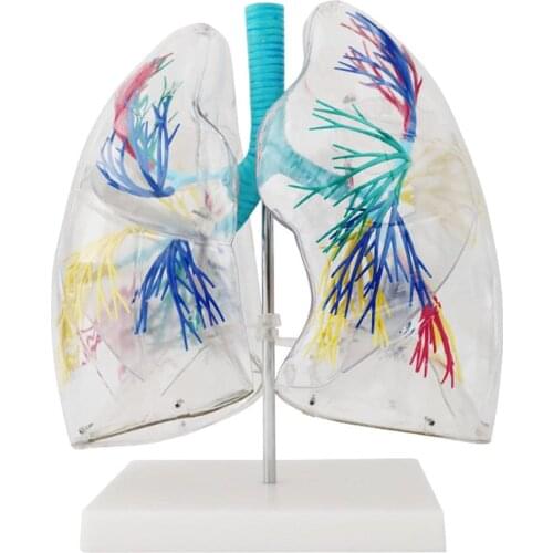 Lung Anatomy Model Transparent Human Lung Model Enlarged Lung Anatomical Model of Bronchial Tree Distribution Anatomical Model