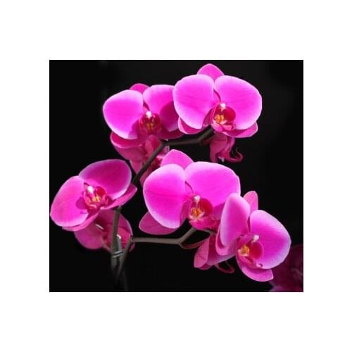 5D Diamond Mosaic Diamond Painting Cross Stitch Diy Diamond Painting Full Square Drill Whole Resin Diamond Embroidery