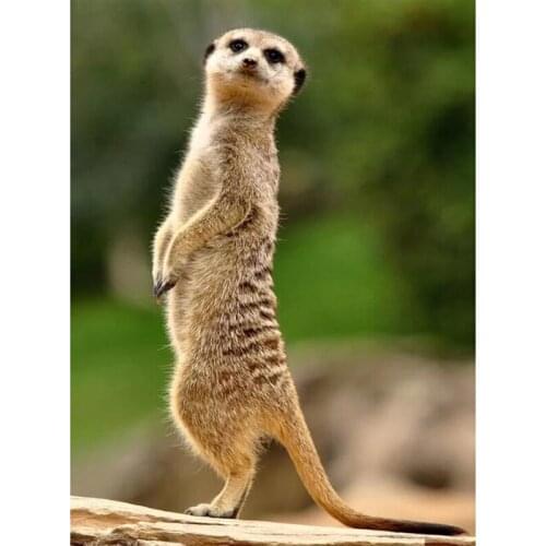 5D Diy Diamond Painting Cross Stitch Kits Meerkat Needleworks Diamond Embroidery sale Full Round Diamond Mosaic DecorZP-3929