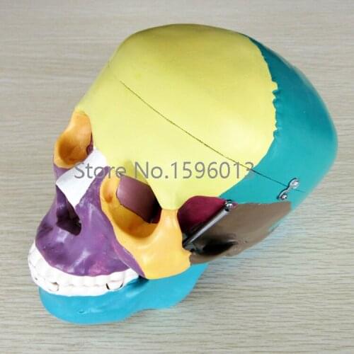 Life-Size Skull with Colored Bones Model, Human Skull anatomy Model