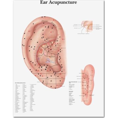 WANGART Anatomical Charts Posters Ear Acupuncture Ear Anatomy Poster Canvas Painting Wall Pictures for Medical Education