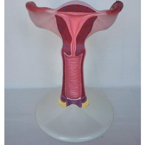 Free Shipping&The Model of The Uterus, 1.5X Life Size The Genital Anatomy, The Family Planning and The Medical Anatomy Model