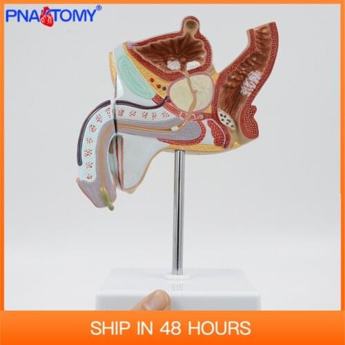 Male Genital Organ Anatomical Model Urinary System Diseased Human Anatomy Medical Teaching Tool Educational Equipment PNATOMY