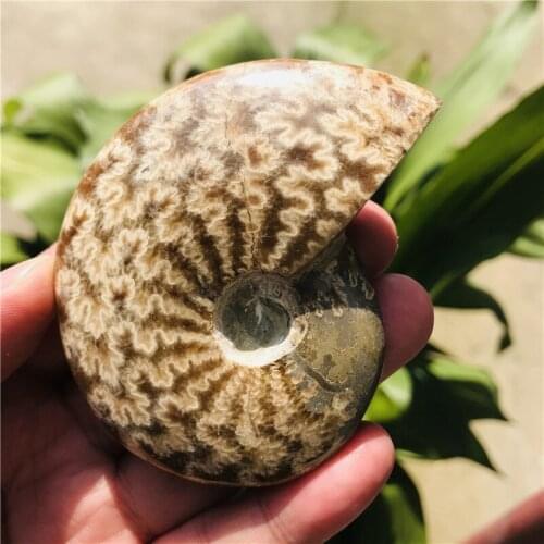 270-300g Natural AMMONITE PRETTY NAUTILUS MADAGASCAR FOSSIL SPECIMEN HEALING free shipping