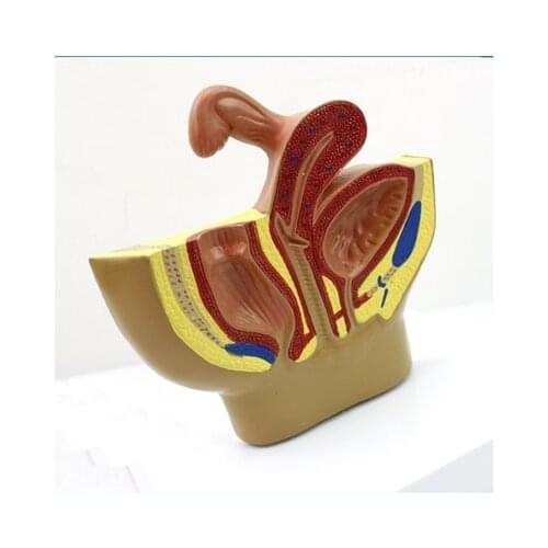 Female pelvic system The reproductive system Fallopian tube vagina