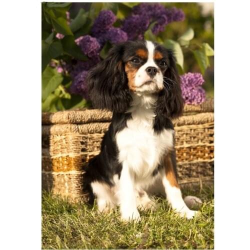 Diy 5d Diamond Painting Cross Stitch Cavalier King Charles Spaniel decoration Art Diamond Embroidery Mosaic Kits Handmade Crafts