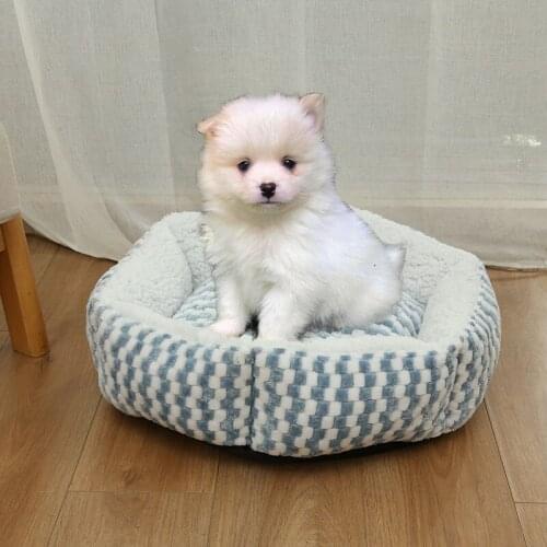 Hexagonal Pet Dog Bed Warming Hot Cachorro House Soft Lounger Nest Baskets Fall Winter Plush Kennel For Cat Puppy Supplies