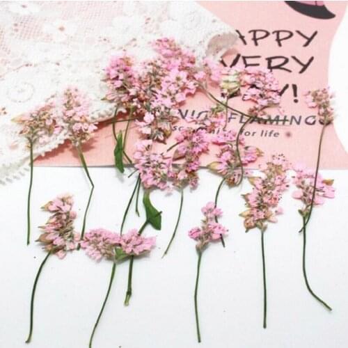 250pcs 4-6cm Pressed Dried Pink Buckwheat Flower Plant Herbarium For Jewelry Photo Frame Phone Case Bookmark Making DIY