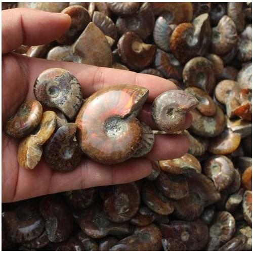 200(2.9lb) Rainbow Iridescent Ammonite Shell Fossil Specimen Madagascar