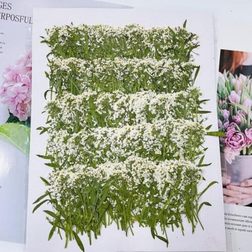 250pcs 5-9cm Pressed Dried Lobularia Maritima Flower Plant Herbarium For Jewelry Postcard Invitation Card Phone Case Candle DIY