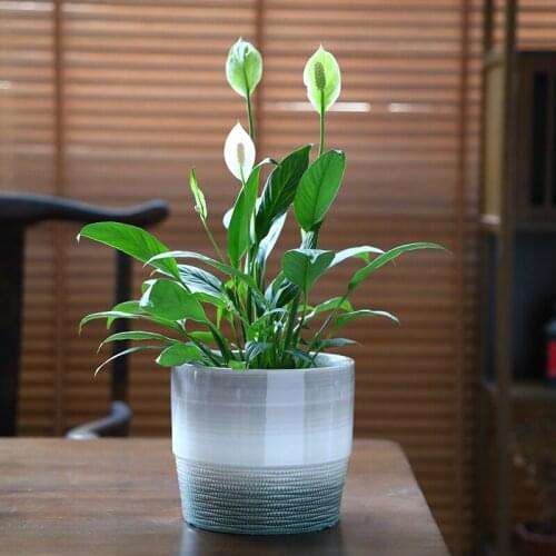 Ceramic European Flower Pot Modern Round Large Houseplant Pot Container Minimalist Household Doniczki Plant Accessories ED50FP