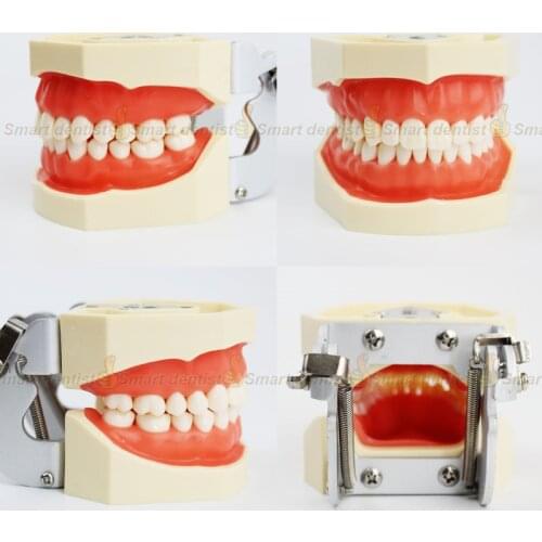 Dental Teaching Standard Model Dental Teeth Model 28 tooth with FE Articulator