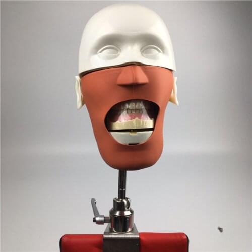 NISSIN Dental manikins Phantom Head models for dental education dental manikins and dental phantom heads at affordable pricing