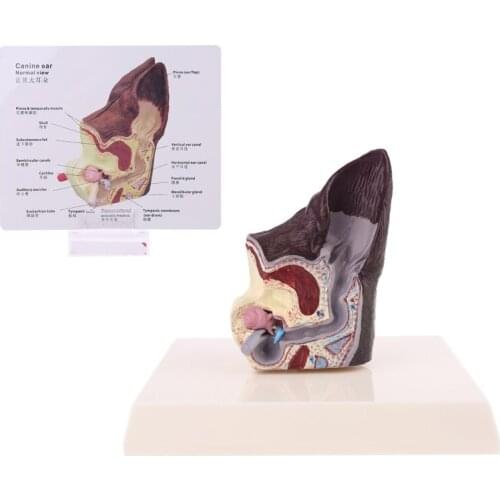 Dog Ear Lesion Animal Anatomical Model Veterinary Science Aids Teaching Canine Research