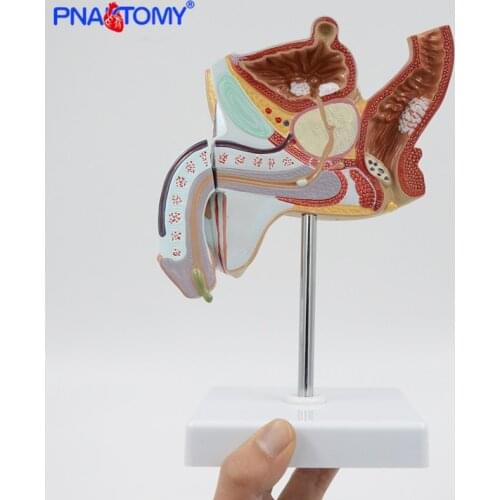 Male Genital Organ Anatomical Model Urinary System Diseased Human Anatomy Medical Teaching Tool Educational Equipment PNATOMY