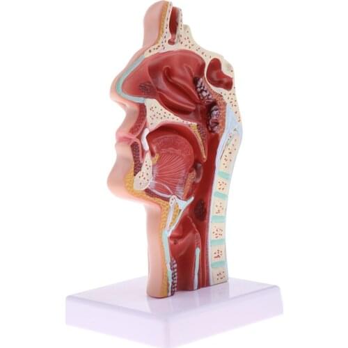 1:1 Human Nasal Oral Throat Cavity Pathology Model Kit Lab Supplies
