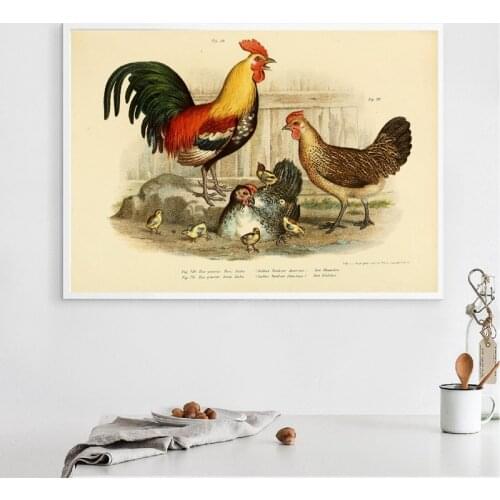 Gallus Bankiva Red junglefowl Java Javanian Chicken Prints Birds illustration Vintage Canvas Poster Wall Art Painting Decor