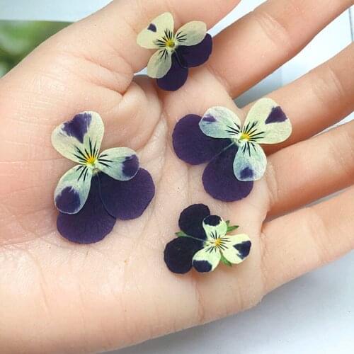 60pcs Pressed Dried Pansy Corydalis Suaveolens Hance Flower Plants Herbarium Jewelry Pendant Earrings Making Accessories