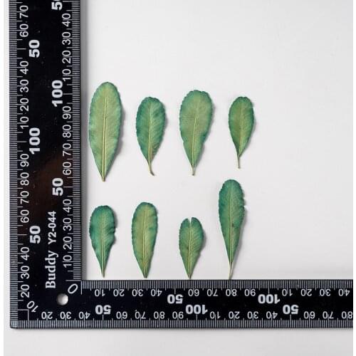 250pcs Pressed Dried Flower Pyracantha Fortuneana Leaf Herbarium Epoxy Makeup Jewelry Postcard Invitation Card Phone Case DIY