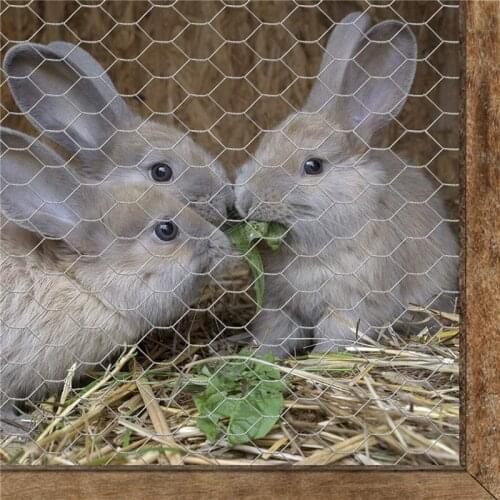 Protective Galvanized Hexagonal Outdoor Garden Plants Yard Home Decor Frame Chicken Fence Lightweight DIY Wire Netting Sturdy