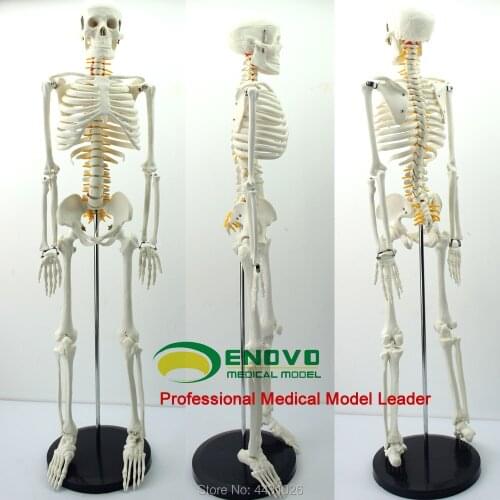 ENOVO 85CM human.skeleton spinal nerve model medical Yoga Fitness learning bone model