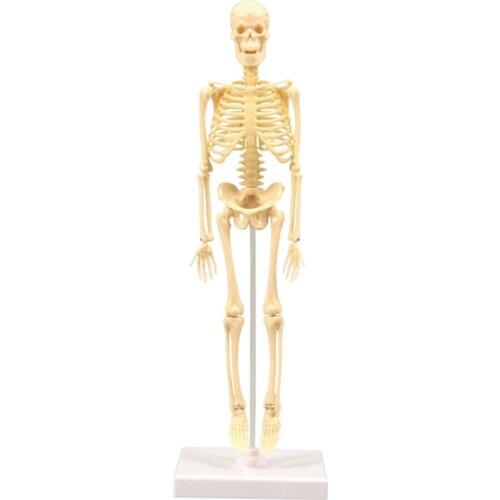 15pcs Skeleton Model Miniature Model Easy to Manipulate Human Skeleton Toy Kit for Kids Age 7+ 35cm NK-Shopping
