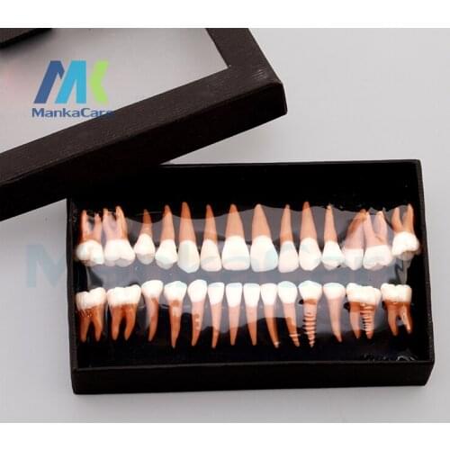 Dental Oral 28 PCS 1:1 Adult Permanent Teeth Models Full month Dental gift Verisimilitude Communication Tooth Models Odontologia