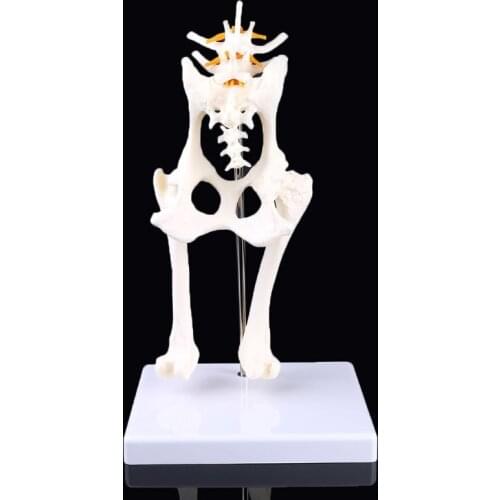 Dog Canine Lumbar Hip Joint with Femur Model Teaching Anatomy Skeleton Display