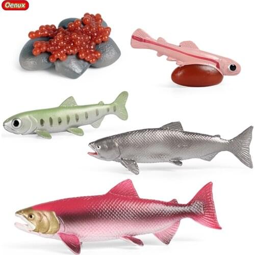 Oenux Ocean Marine Animals Simulation Sea Life Salmon Growth Cycle Model Action Figures Miniature Education Cognitive Kids Toy