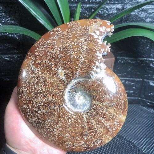Natural Crystals Quartz Shell Fossil Jade Stones Specimen Palm Energy Reiki Home Aquarium Decoration Accessories Gemstone