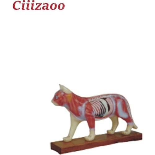 Medical Education animal Cat Acupuncture Model Anatomy Model