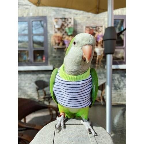 Tiger skin peony Love Bird Parrot supplies spring, summer and autumn T-shirt clothes flying suit stripe short sleeve top