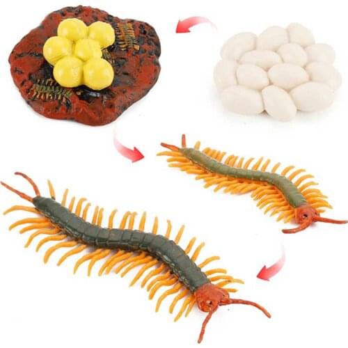 Simulation Wild Animal Insect Centipede Growth Cycle Model Hand-made Decoration