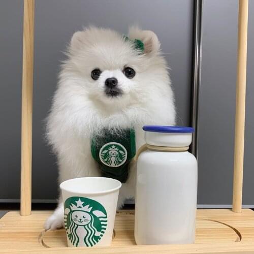 Pet Bib Protection Clothing Funny Pet Triangle Scarf Cat Belly Protection Clothing Corgi Bulldog Puppy Cat Apron for Small Dogs