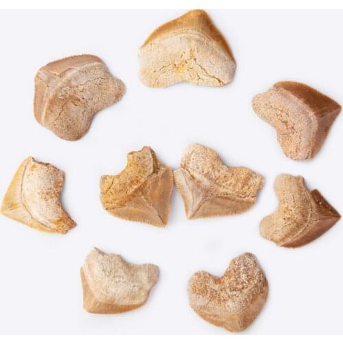 Spiral Shark Tooth FossilNatural Marine Biology Science Teaching Specimen DIY Material Natural Stones Decoration hot